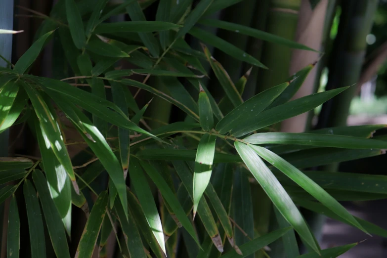 a close up s of a bamboo tree's leaves