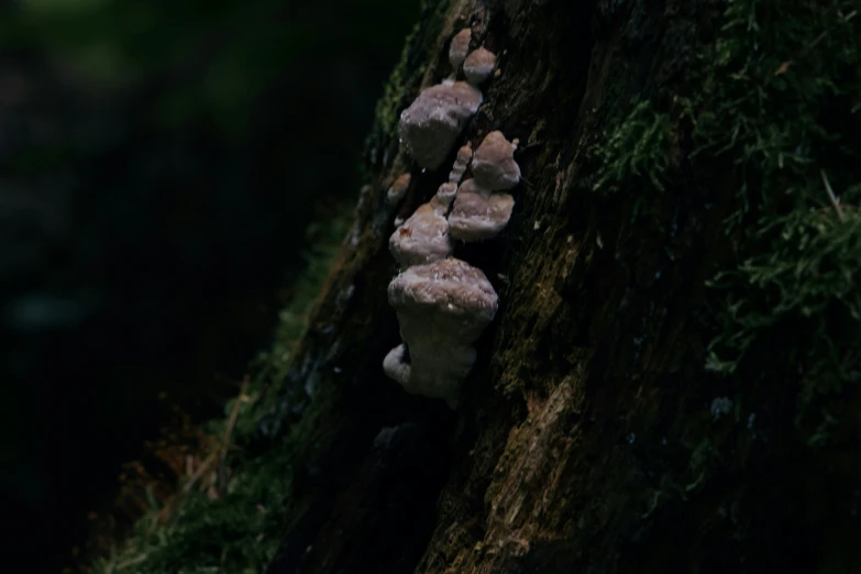 a group of mushrooms is growing on a tree