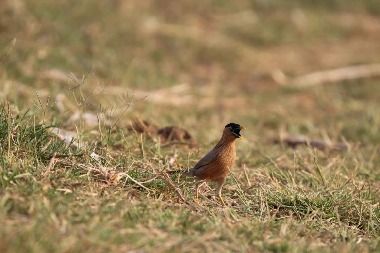 a brown bird sitting on the ground with grass and trees