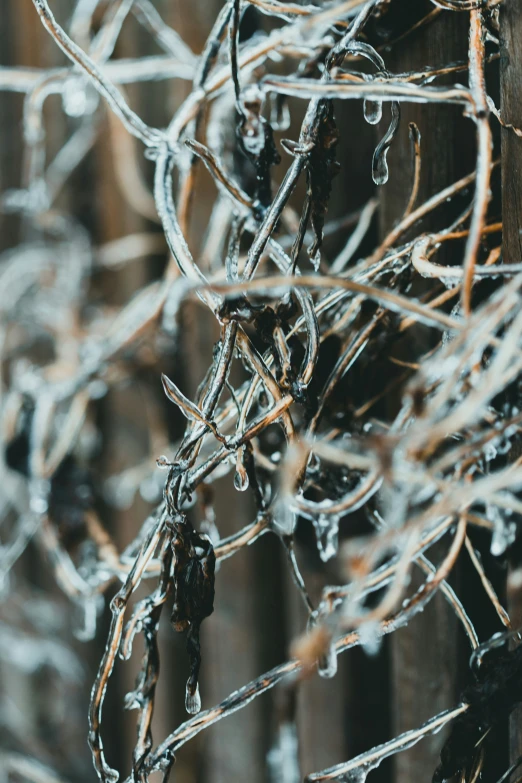 a bunch of leaves hanging from a wooden fence