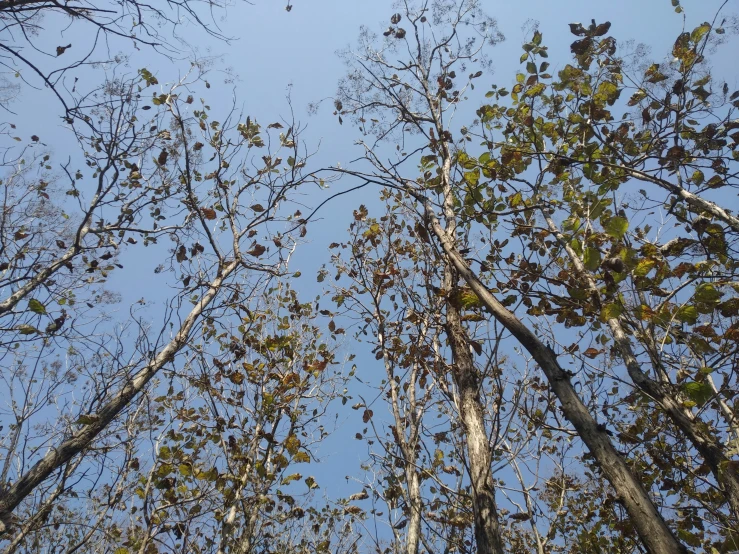 a group of trees are seen from below