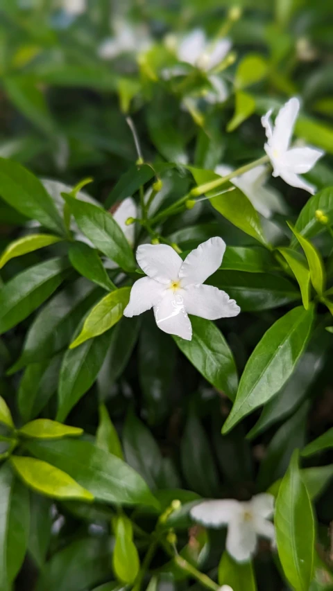 small white flowers growing on green leaves with a blurry background