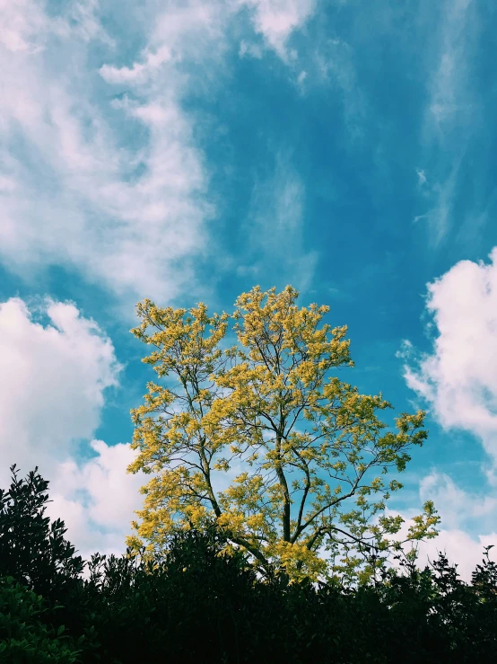 the trees are in a row and blue sky has clouds