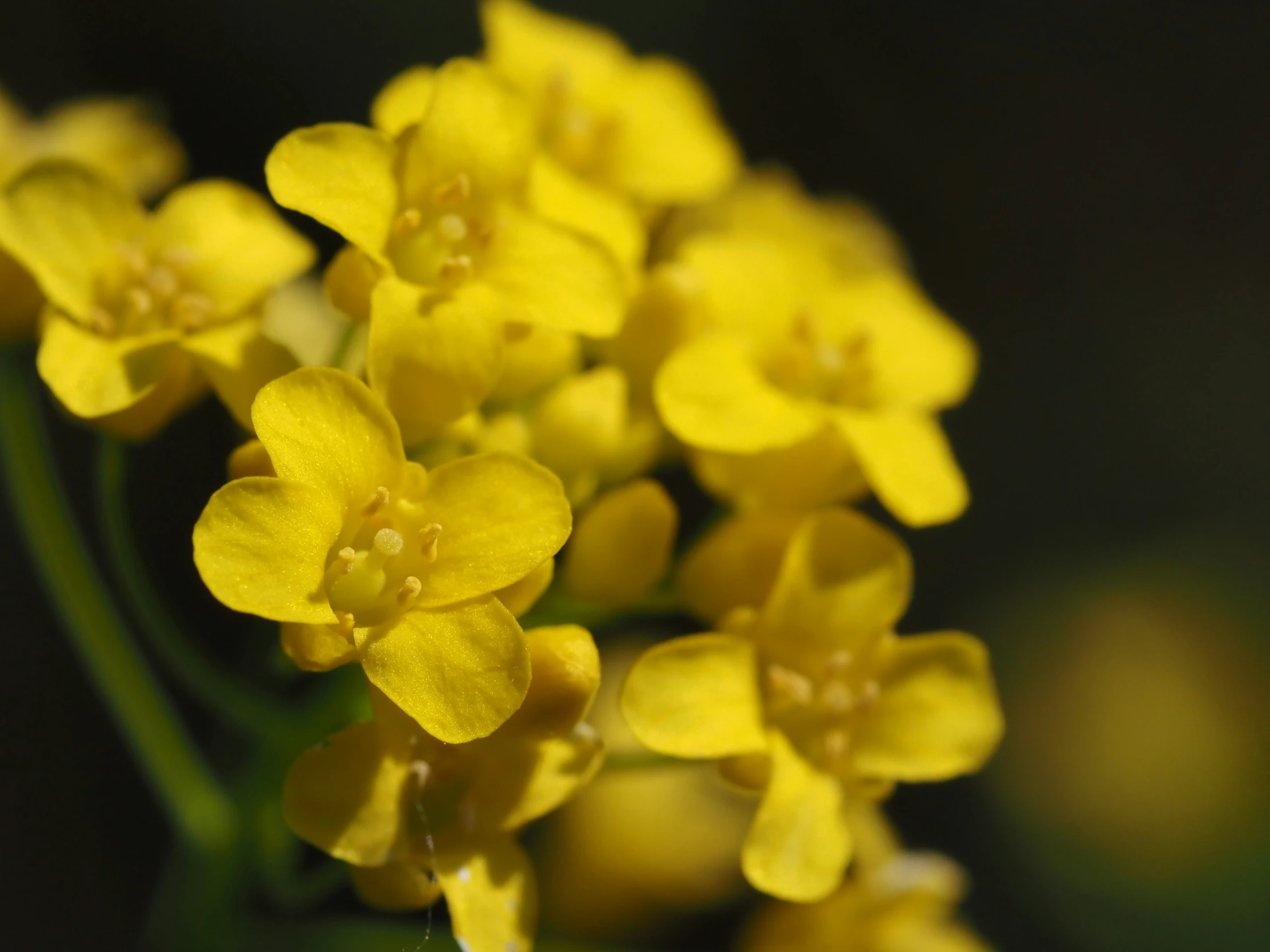 yellow flowers in a garden setting