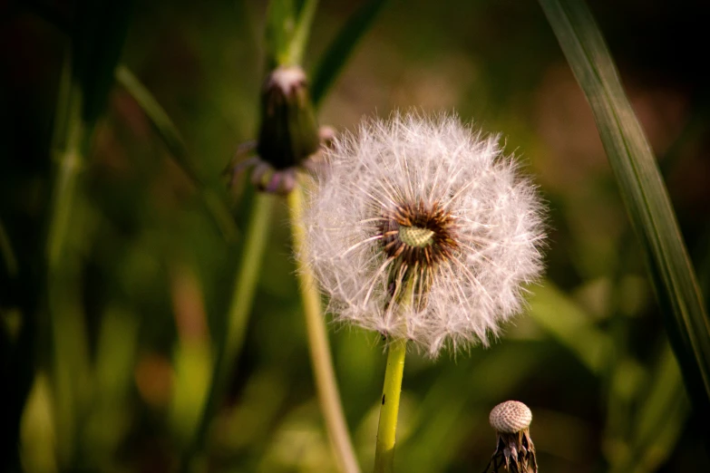 a dandelion in full bloom on the green leaves