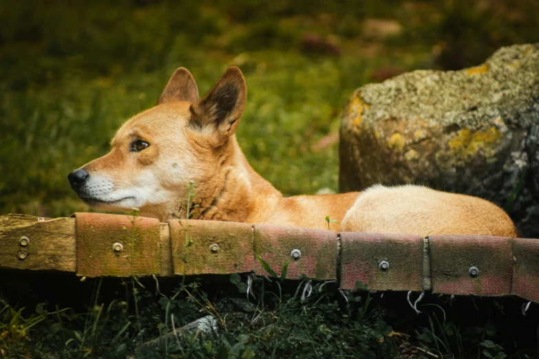 an adorable dog is lying on the grass