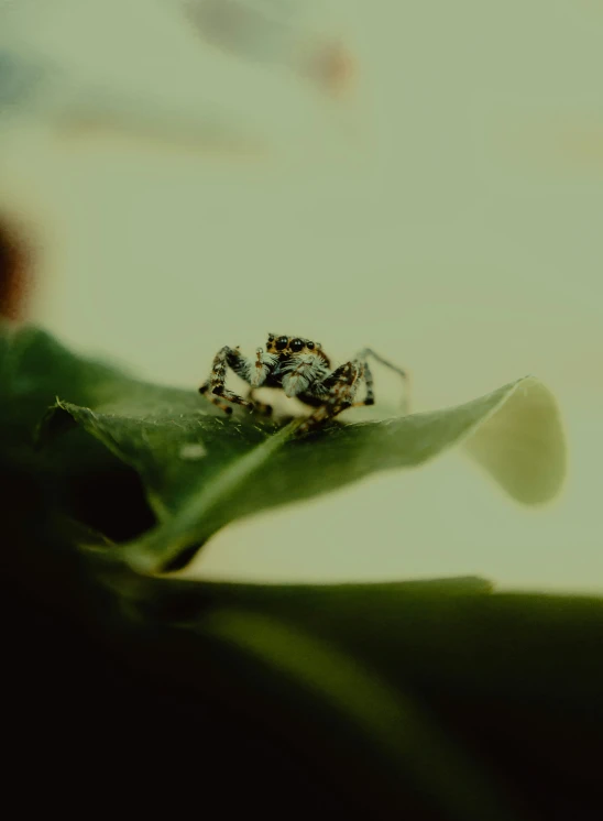 a close up po of a spider sitting on top of a leaf