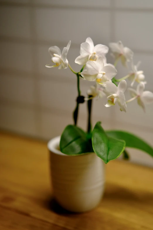 a plant with green leaves in a white vase