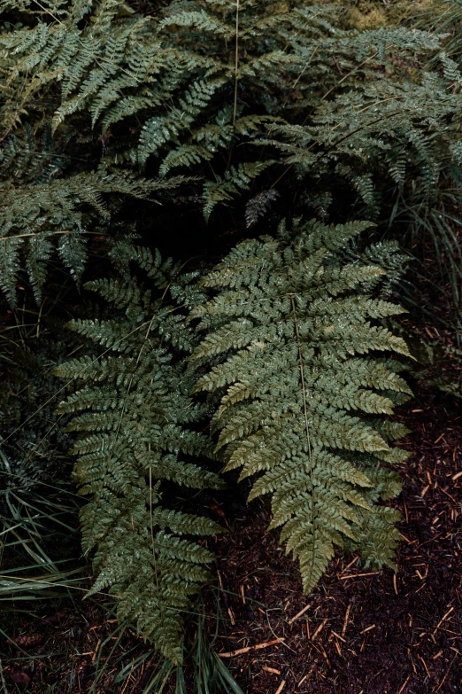 many fern leaves on the ground by some plants