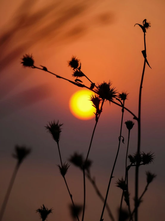 a couple of plants sitting by the sun