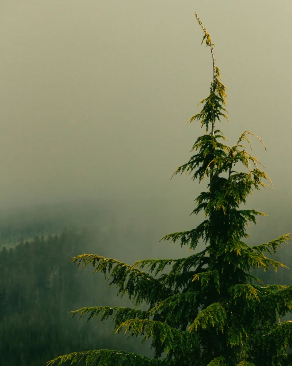 an evergreen tree is covered in mist in the mountains