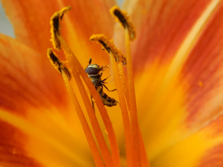 two bees perched on an orange flower in the middle