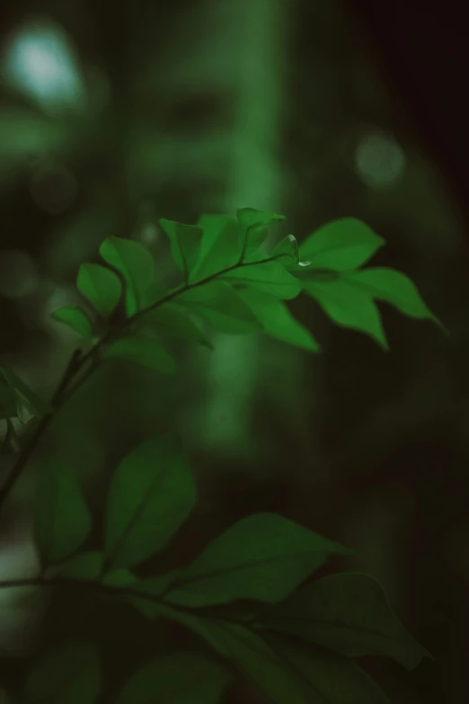 a black and white po with a plant in the background