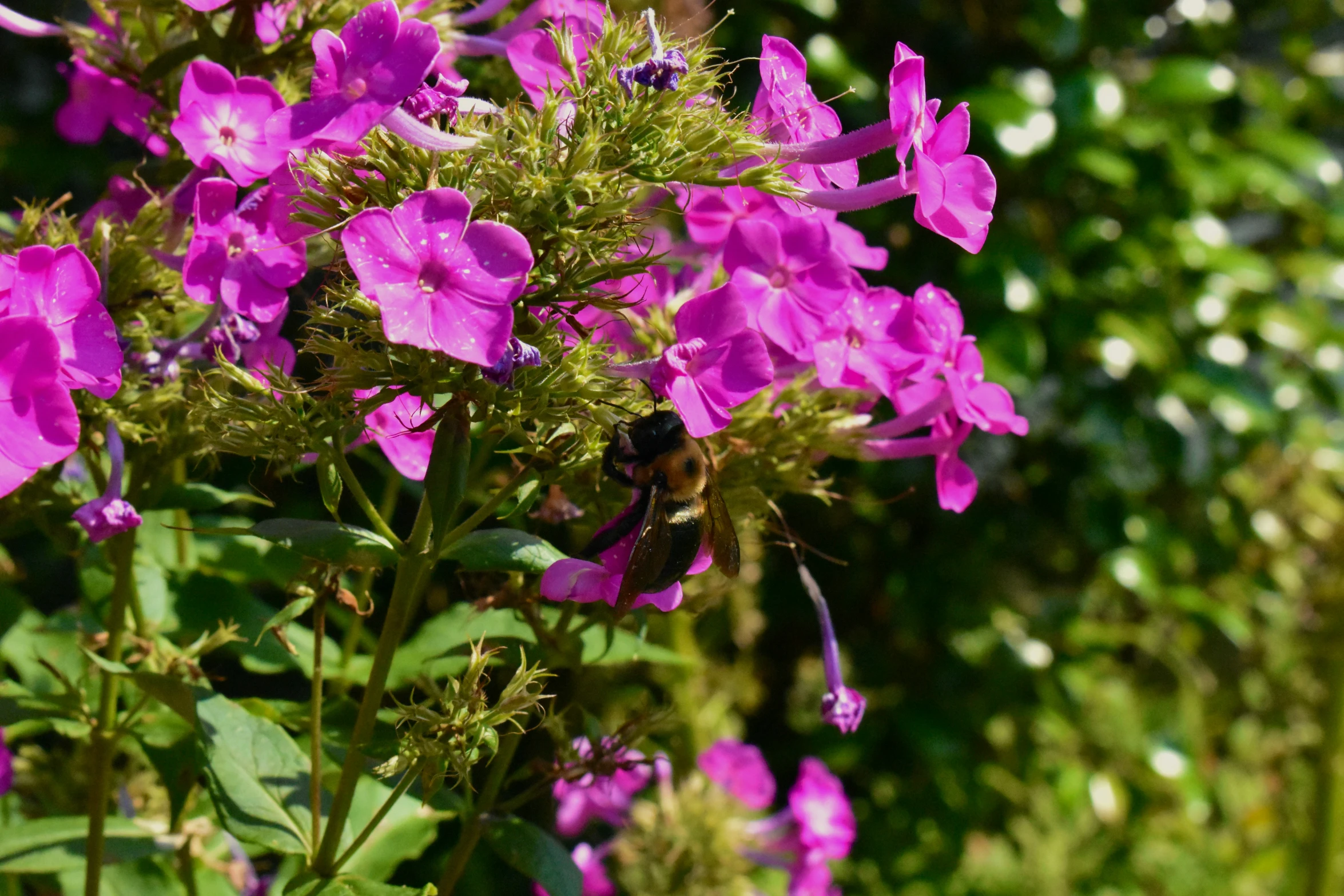 purple flowers with green leaves in the background