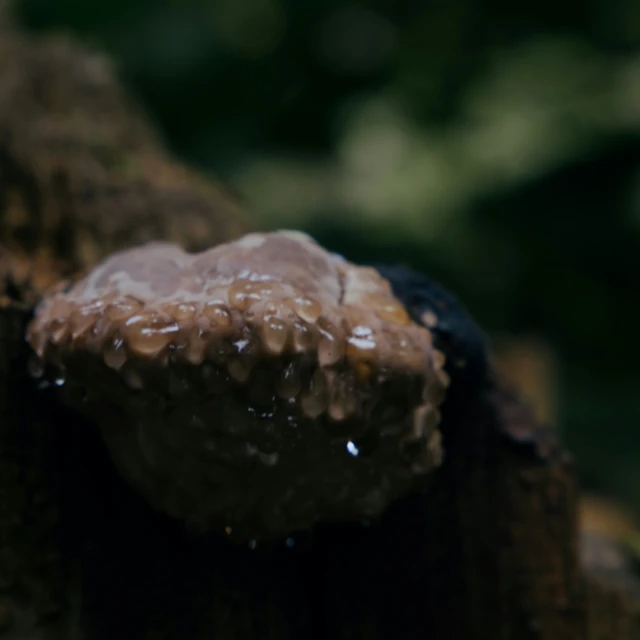 a close up of an animal's brown substance in the mud