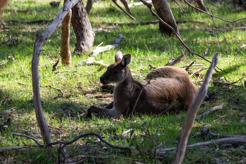 an animal sits on the ground under trees