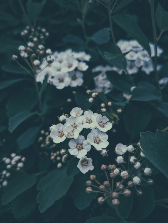 the flowers have white petals in the green leaves