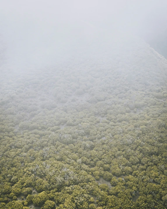 the tree forest covers most of the tops as thick fog rolls in