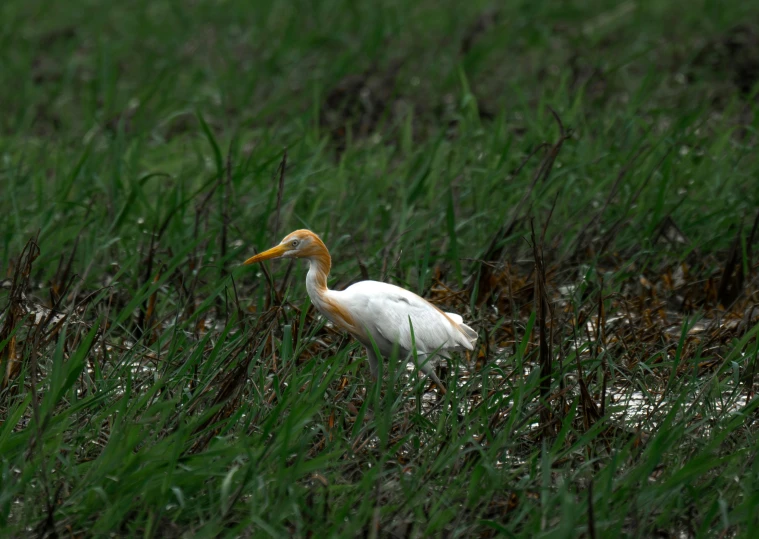 an egret walks through tall grass in the afternoon