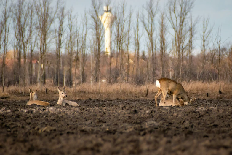 a couple of animals walking in the dirt