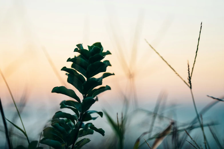 a plant with small leaves is seen against a backdrop of water