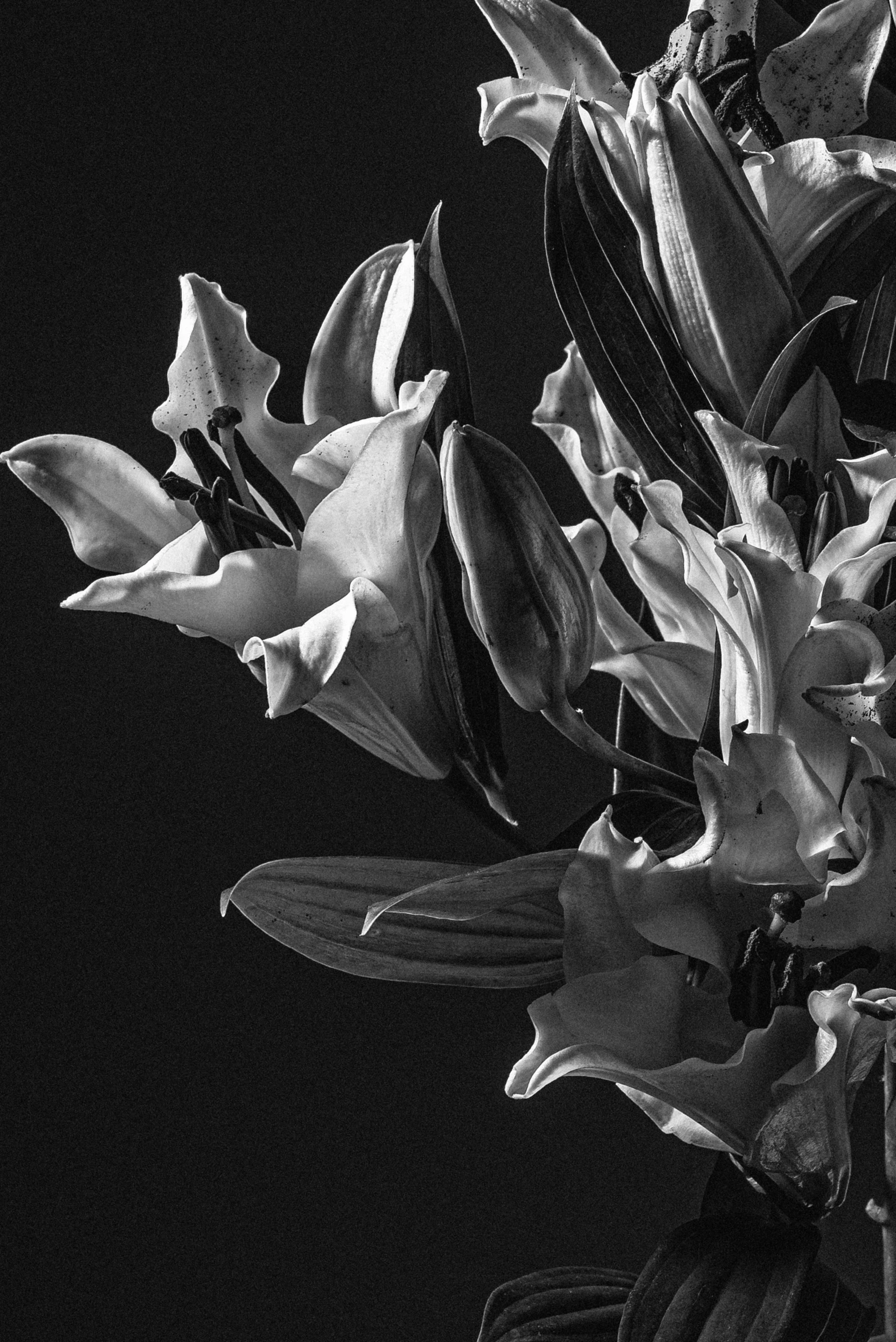 a black and white picture of a bunch of flowers