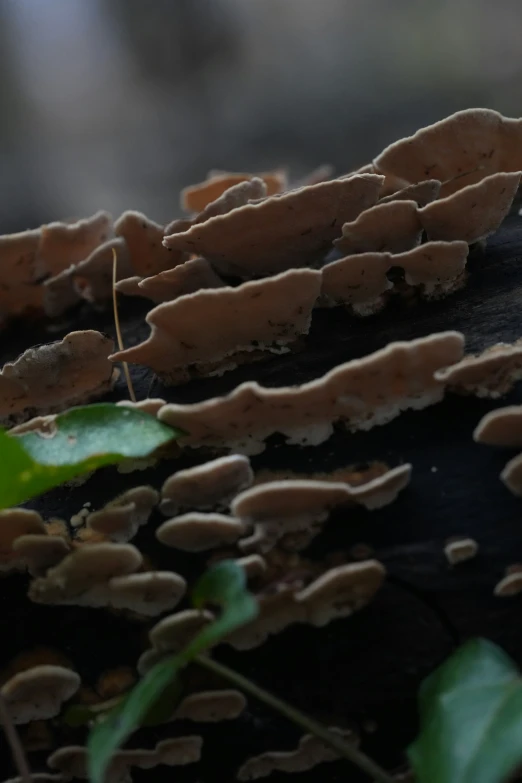 closeup of the back end of a bunch of mushrooms