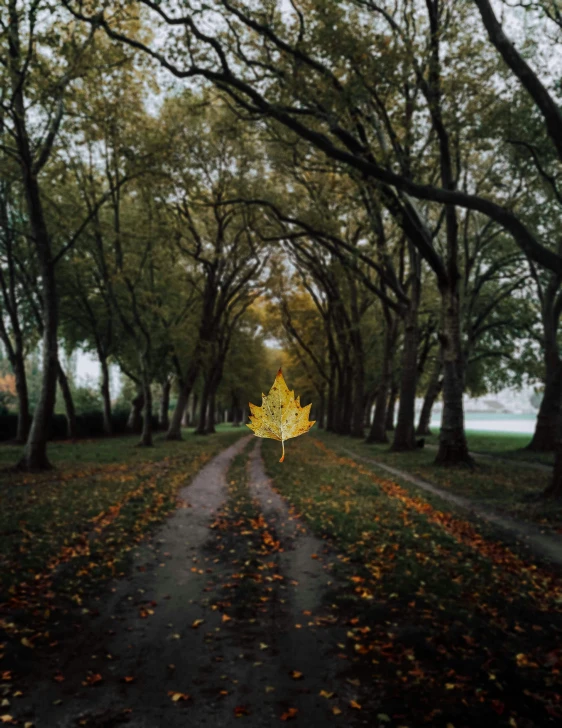 a leaf fall is shining in a tree lined road