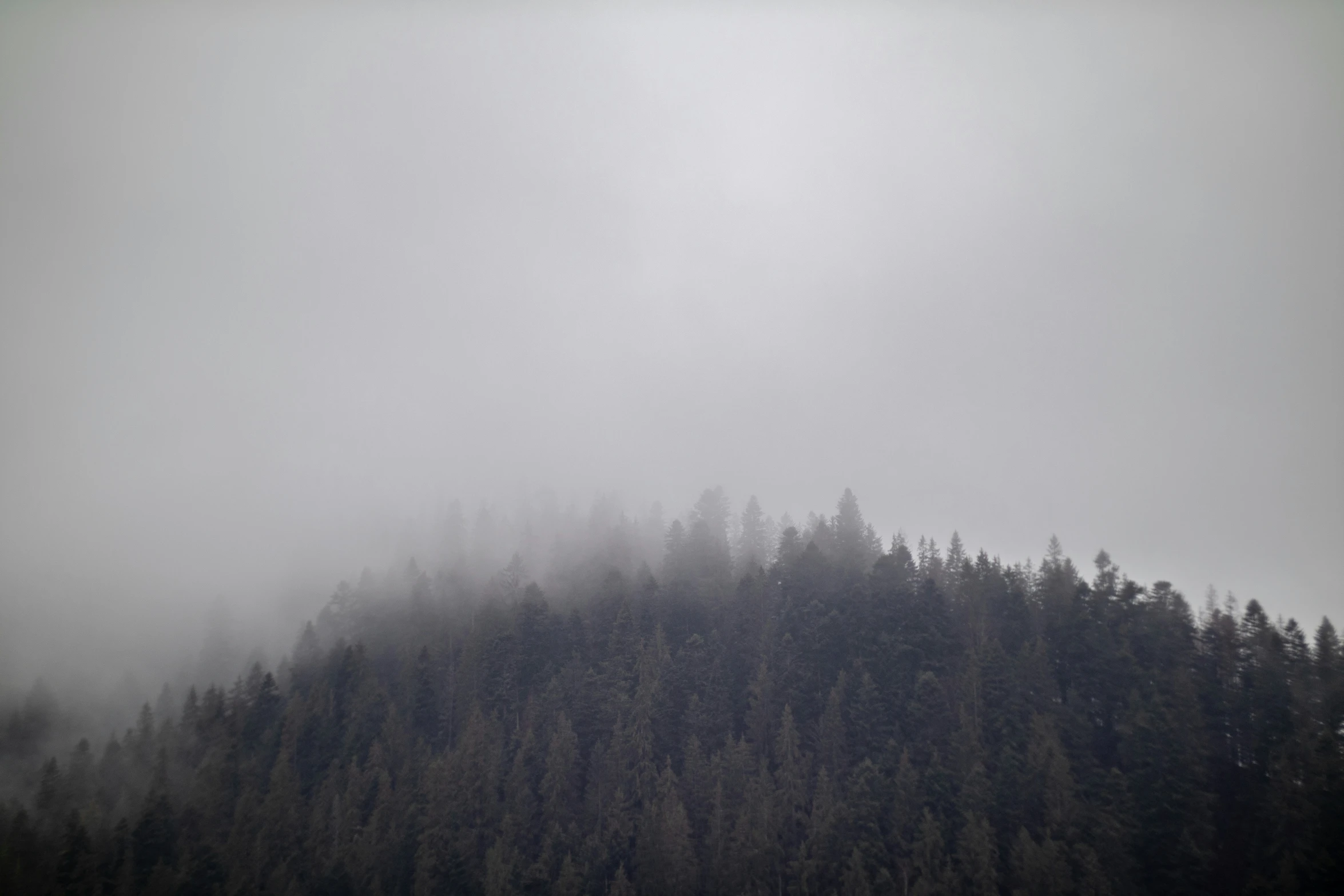 fog hovers over the tops of trees in the mountains