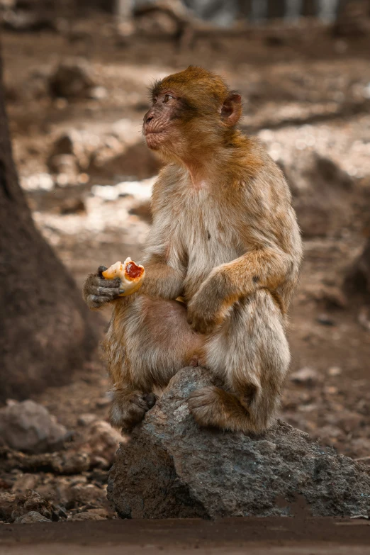 a monkey is sitting on top of a rock eating some food