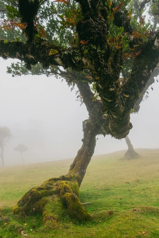 the large tree is spooked up in the fog