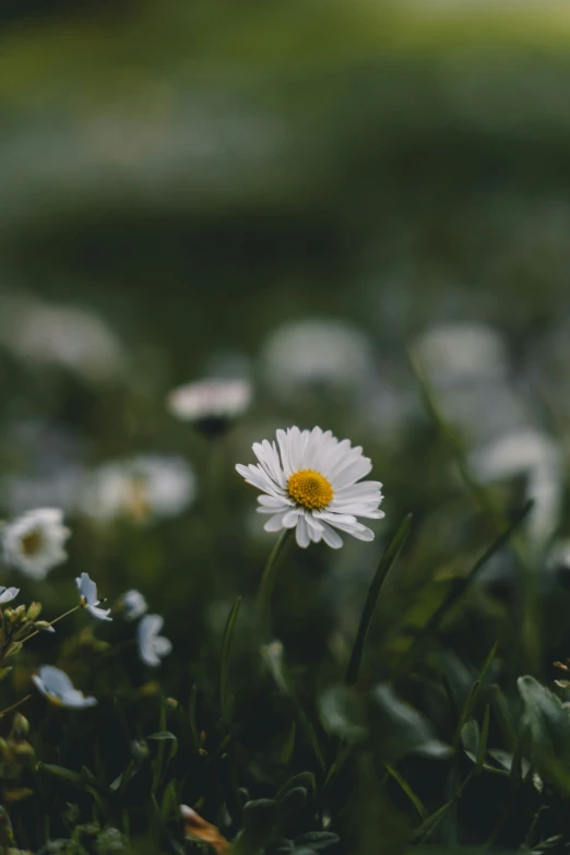 this image depicts daisies on the ground