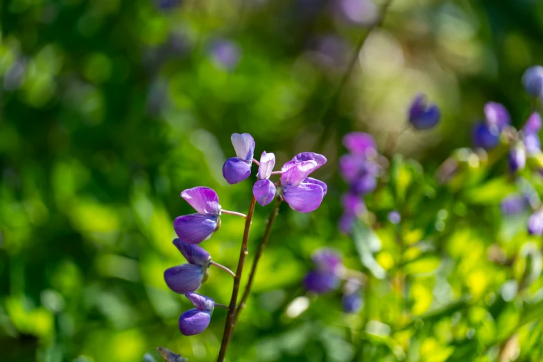 purple flowers are growing in the woods