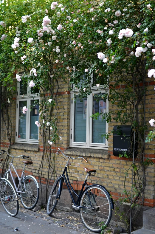 two bikes parked outside of a building with roses