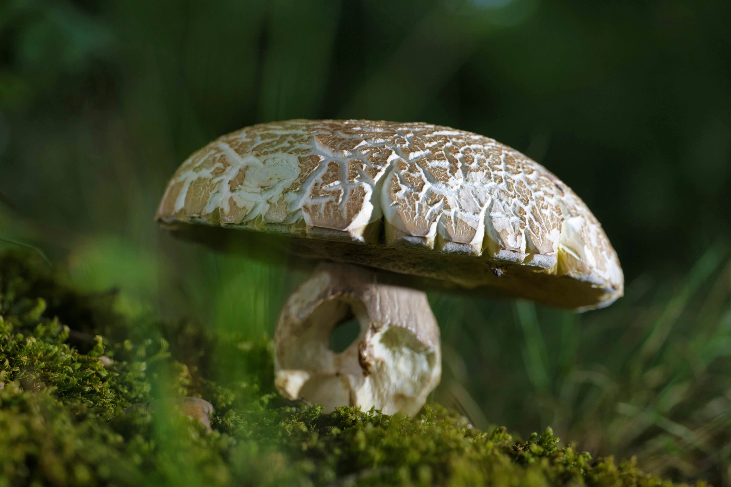 an image of a mushroom that is in the woods