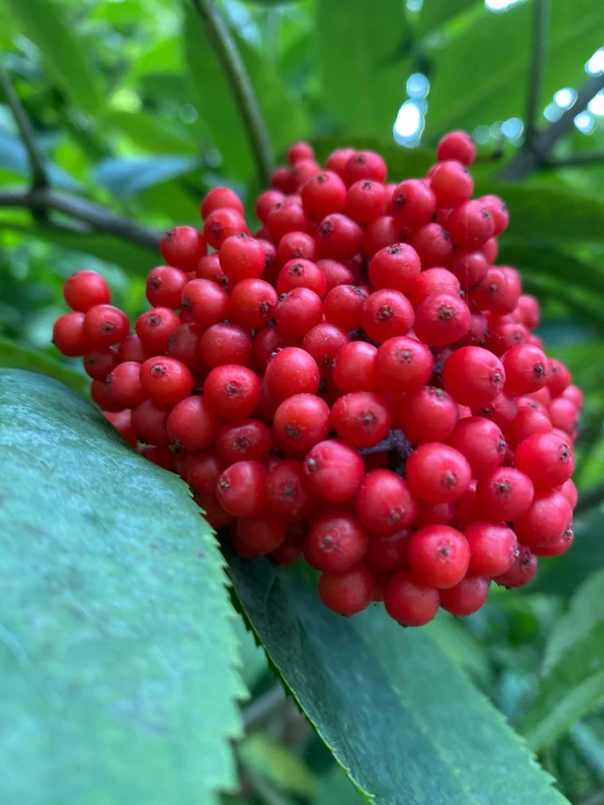 a red bush is full of tiny berries