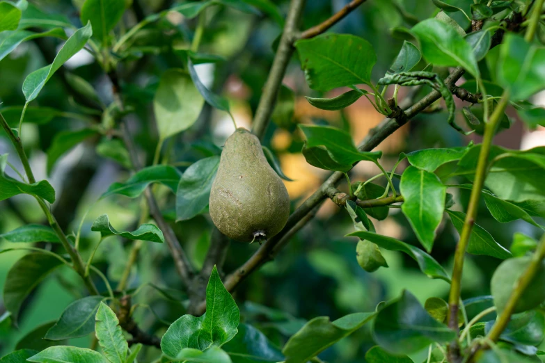 a green tree with some fruit on it