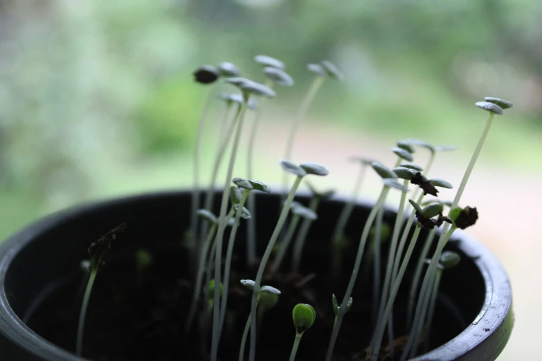 a black pot with green flowers and sprouts growing