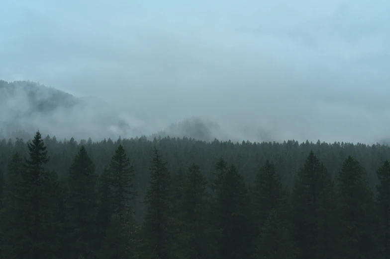 fog over a group of tall trees in the foreground