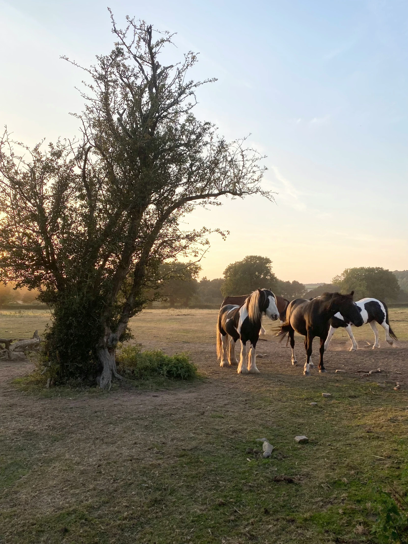 two horses are standing next to a tree