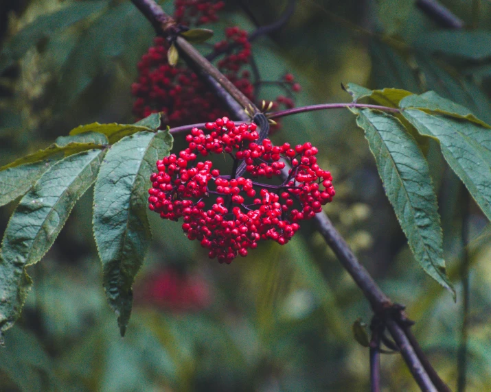 berries are hanging from the tree nches outside