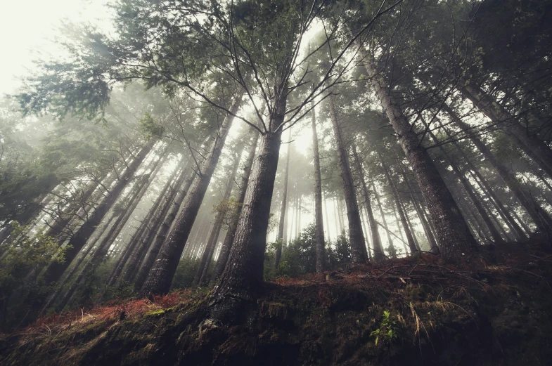 a foggy forest with trees that are taller than the ground