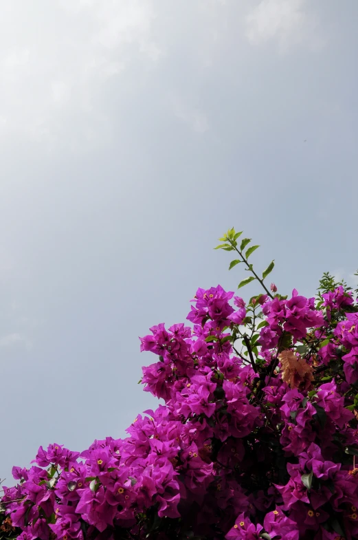 a tree has purple flowers growing on it