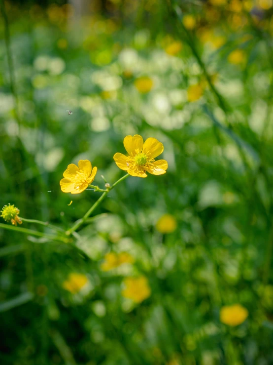 there are yellow flowers and green plants in the background