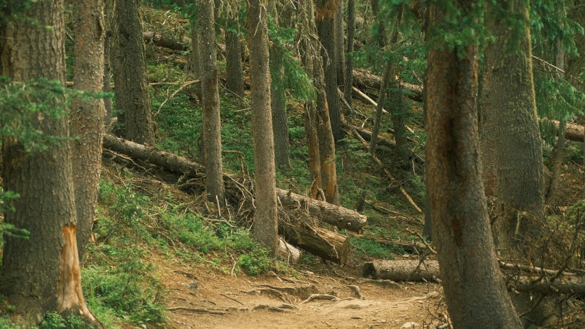 a bear on a trail in the middle of a forest