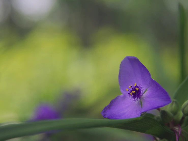 a close up of a purple flower on the side of a green plant