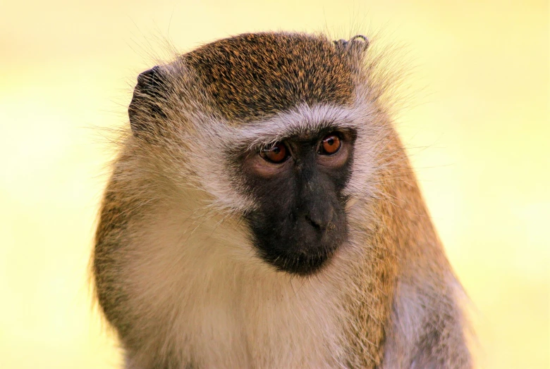 an adult baboon with it's eyes wide open