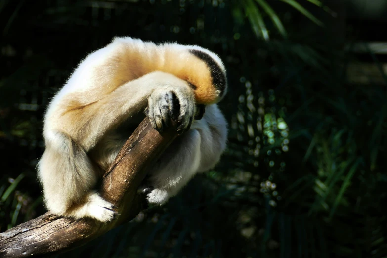 the white - faced monkey sleeps on a nch in the jungle