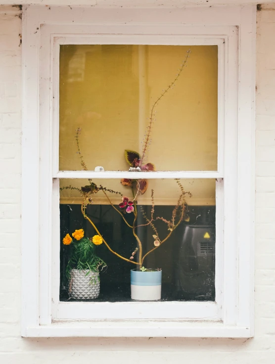 a window sill with a plant in the window