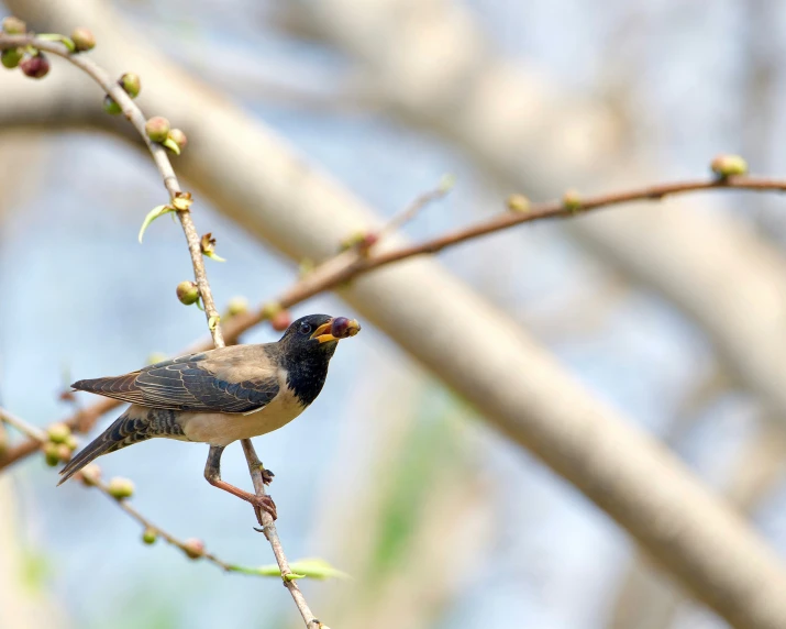 a bird sits on a nch in a tree